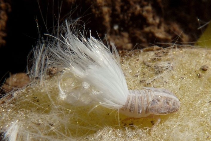 da identificare: Cixiidae - Reptalus sp. Portogallo